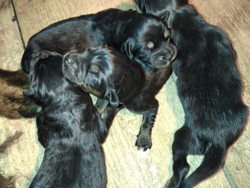 Tibetan mastiff puppies