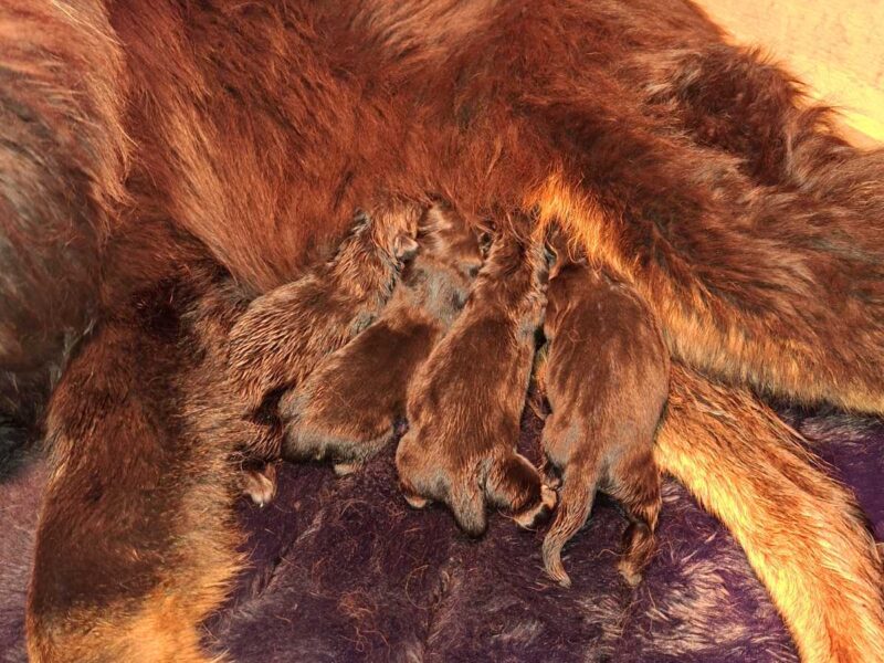 Tibetan mastiff puppies