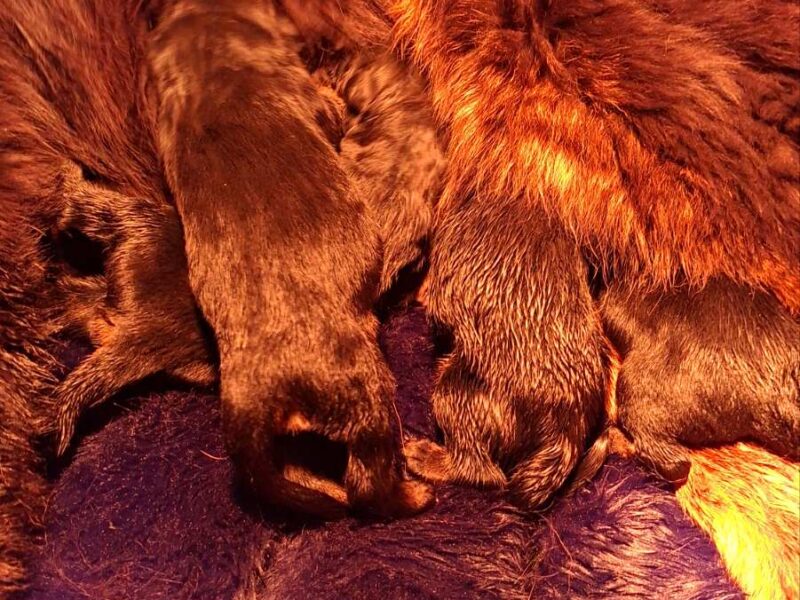 Tibetan mastiff puppies