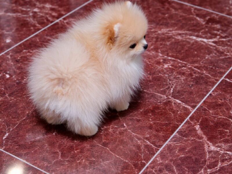 Pomeranian female