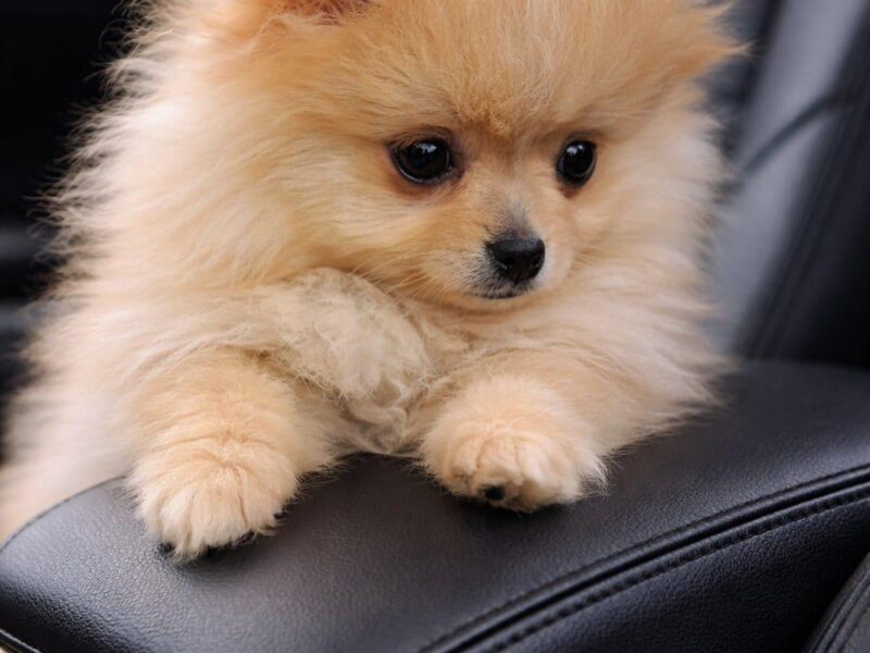 Pomeranian female