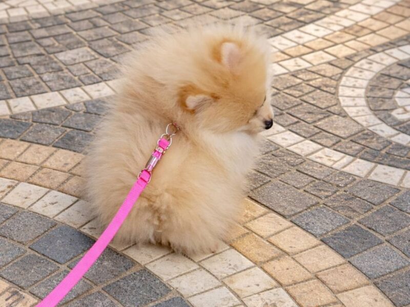 Pomeranian female