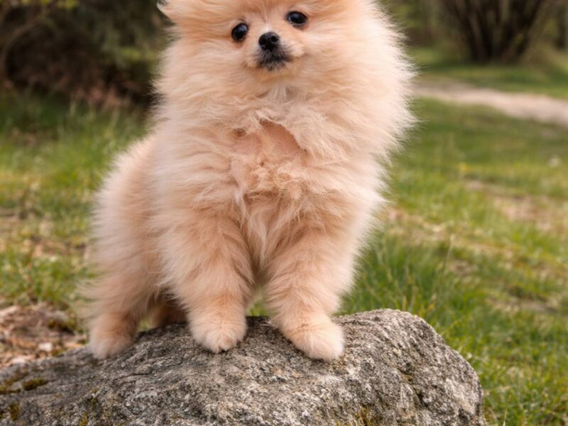Pomeranian female