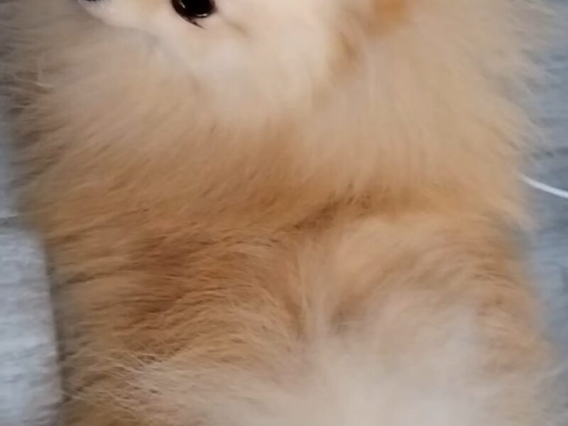 Pomeranian female