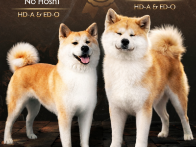 Akita Inu - puppies for reservation