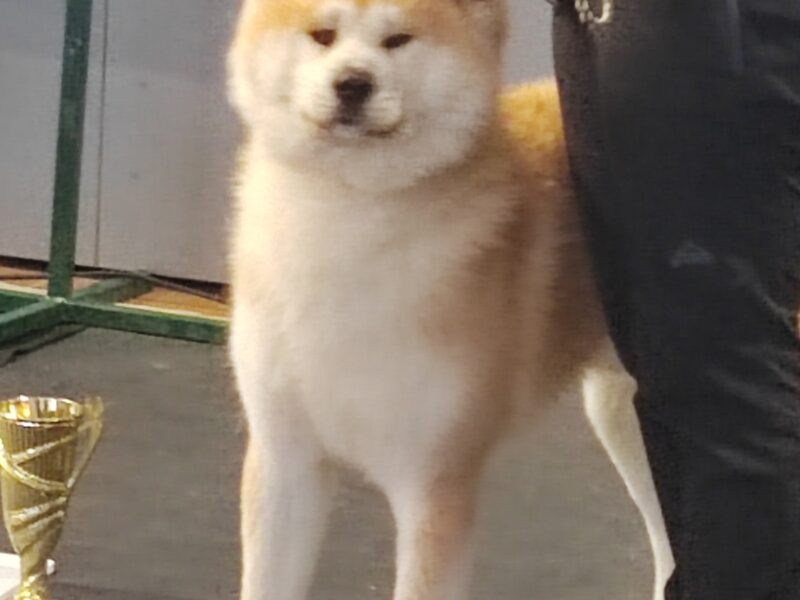 Akita Inu - puppies for reservation