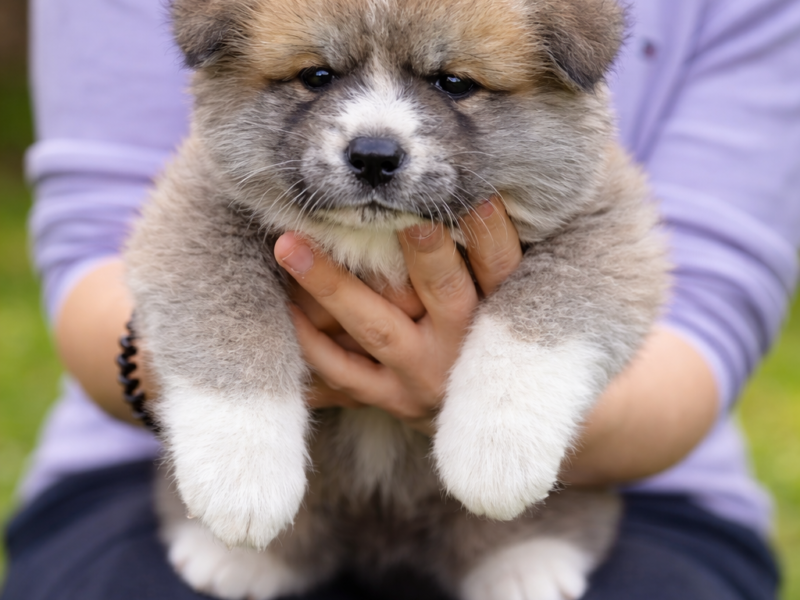 Akita Inu - puppies for reservation