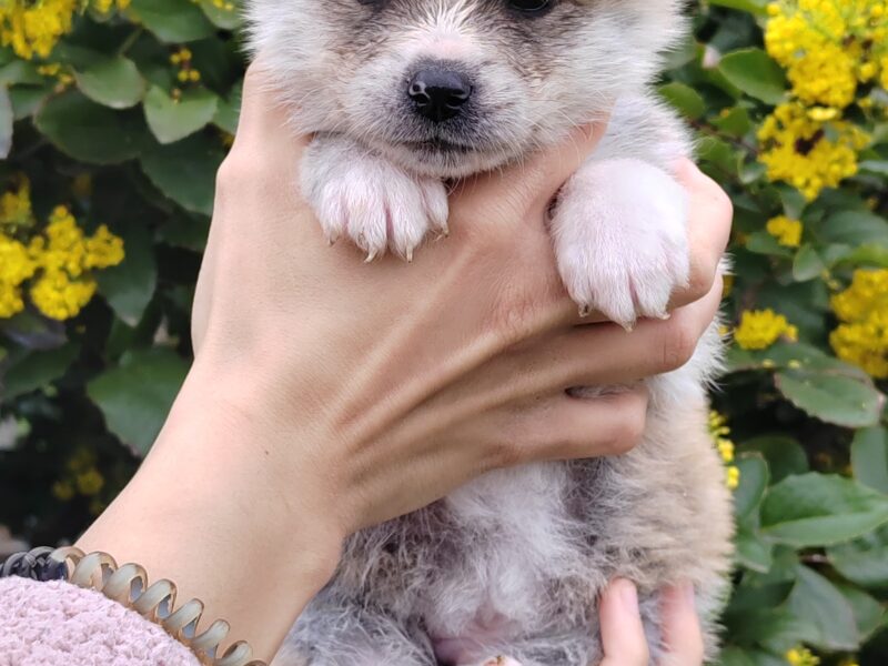 Akita Inu - puppies for reservation