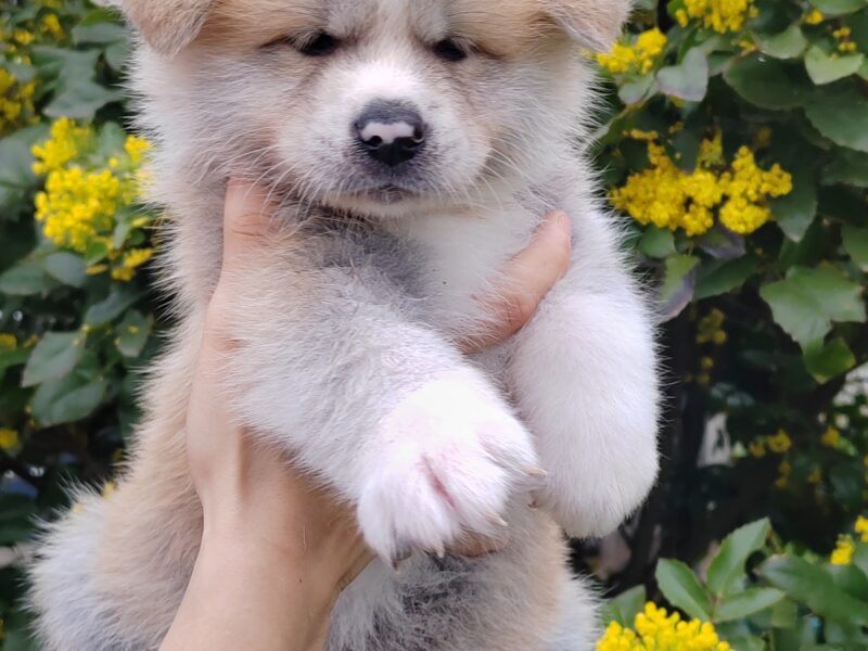 Akita Inu - puppies for reservation