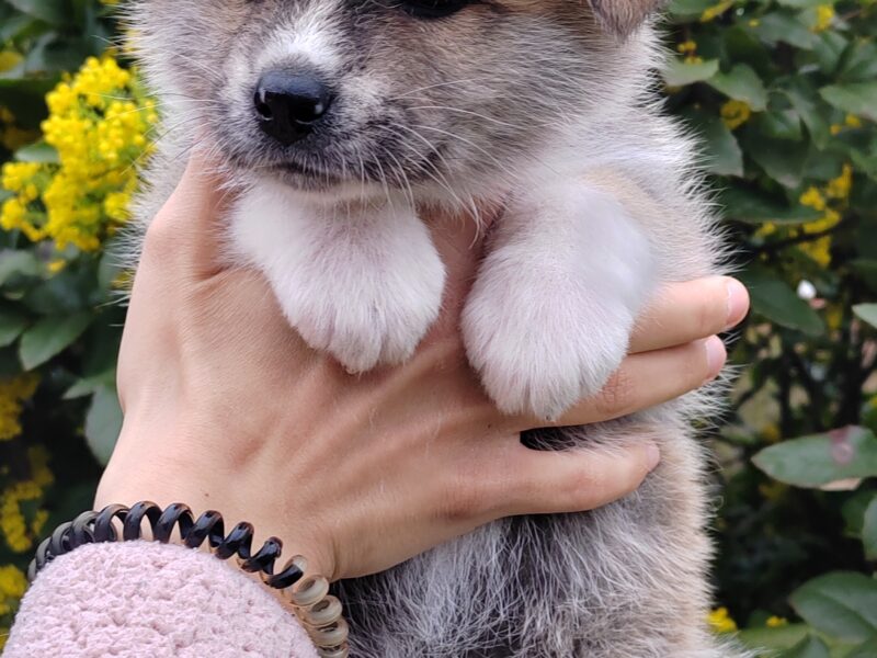 Akita Inu - puppies for reservation
