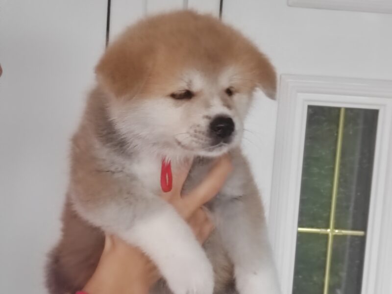 Akita Inu - puppies for reservation