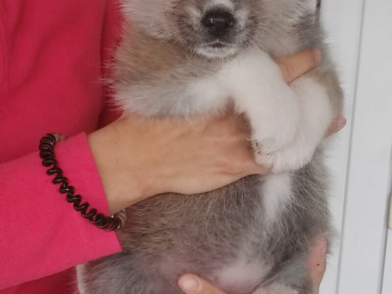 Akita Inu - puppies for reservation