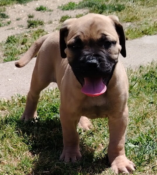Bullmastiff puppies