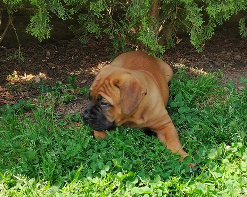 Bullmastiff puppies