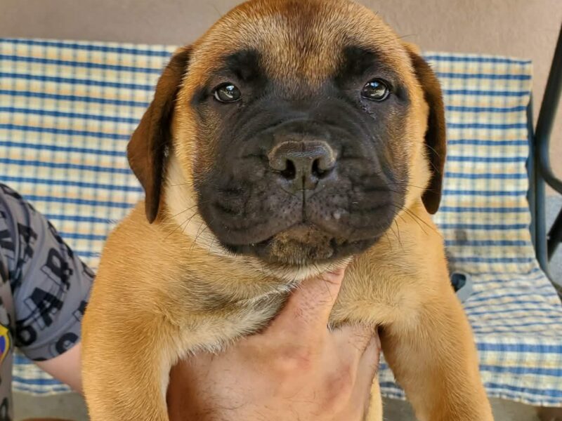 Bullmastiff puppies