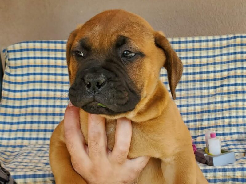 Bullmastiff puppies