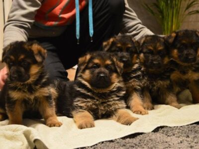 German Shepherd Puppies