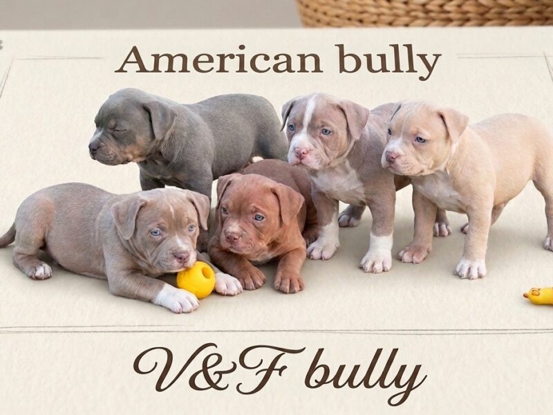 American bully pocket lilac puppies