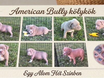American bully pocket lilac puppies