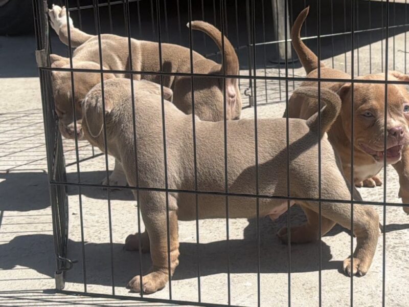 American bully pocket lilac puppies