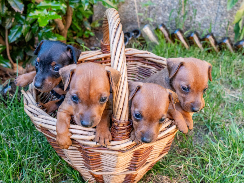 Zwergpinscher