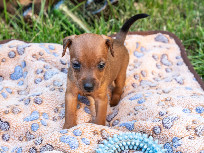 Zwergpinscher