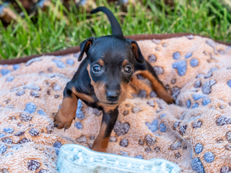 Zwergpinscher