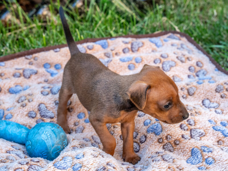 Zwergpinscher
