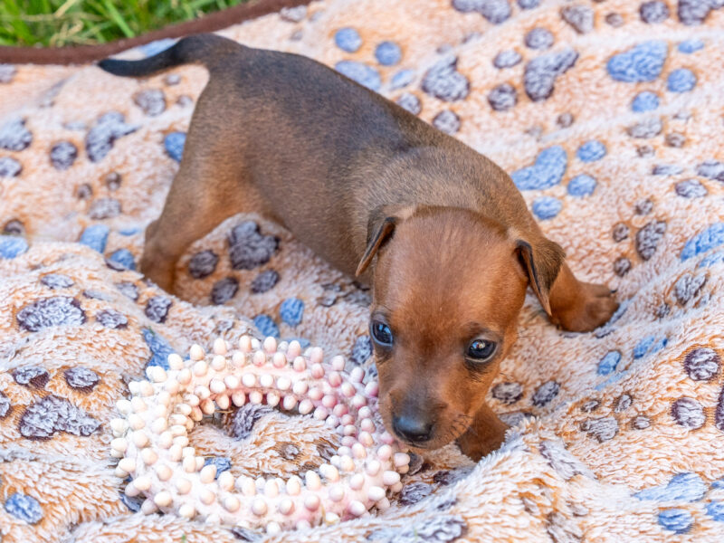Zwergpinscher
