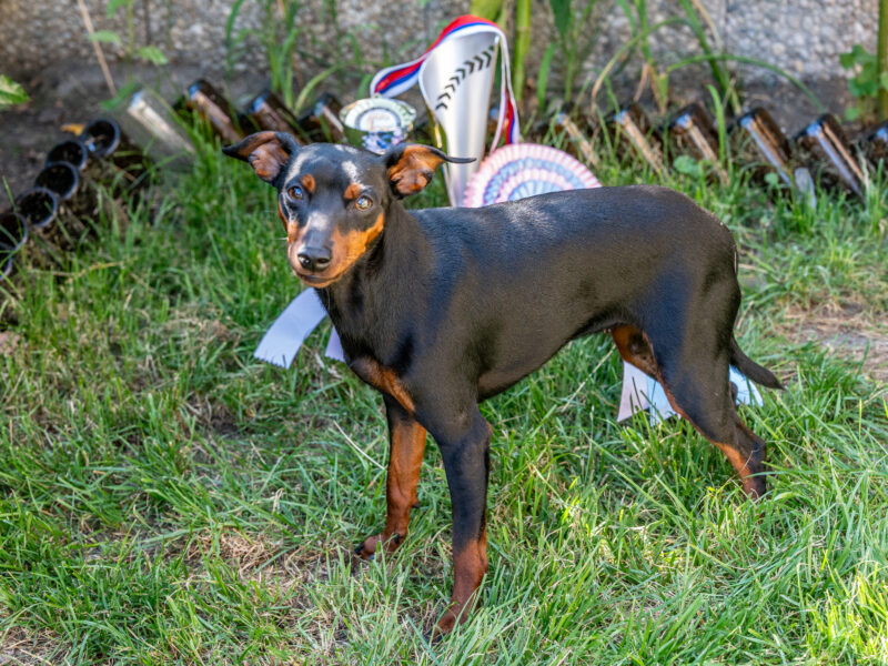 Zwergpinscher