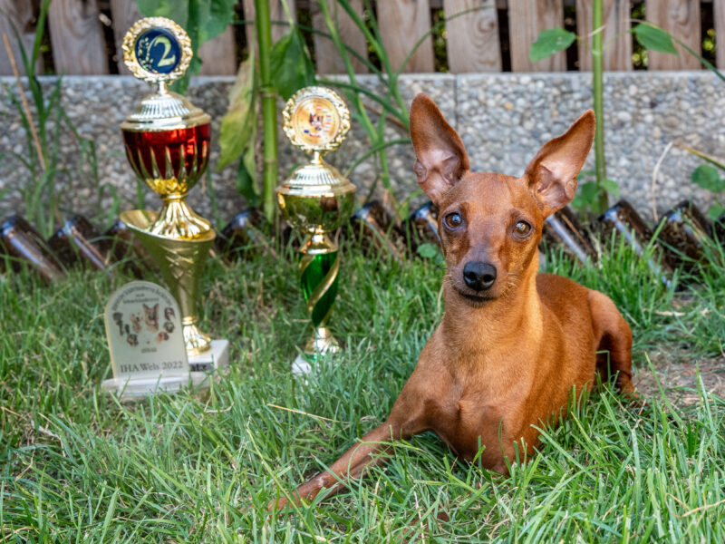 Zwergpinscher