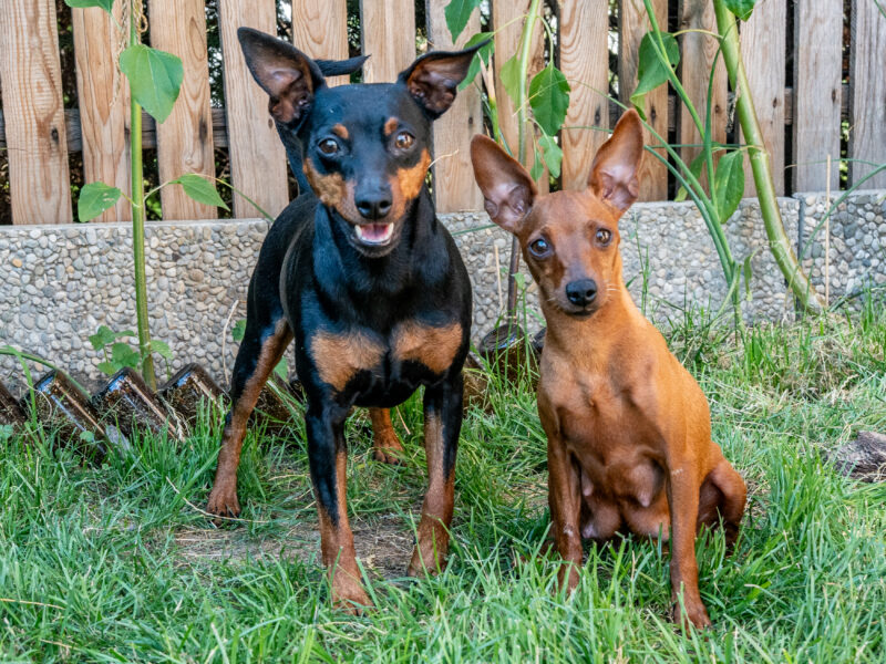 Zwergpinscher