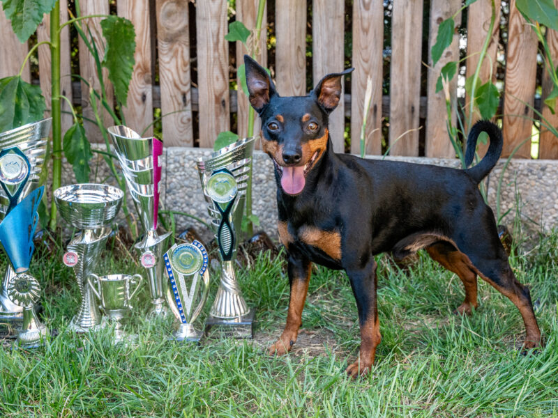 Zwergpinscher
