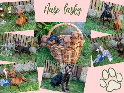 Zwergpinscher