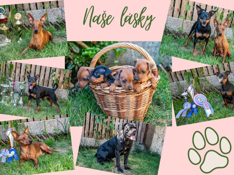 Zwergpinscher