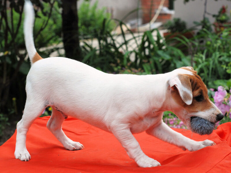 Jack Russell Terrier