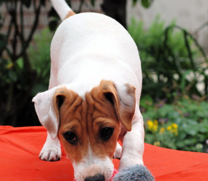 Jack Russell Terrier