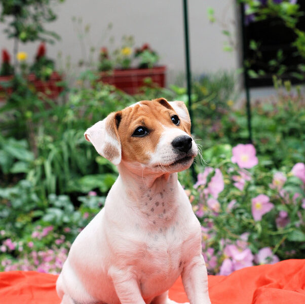 Jack Russell Terrier