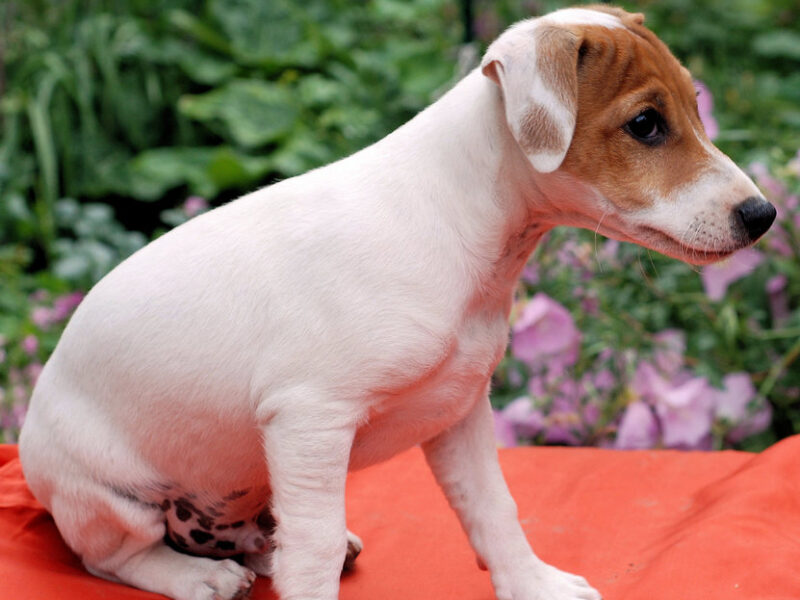 Jack Russell Terrier