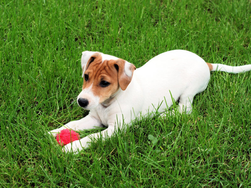 Jack Russell Terrier