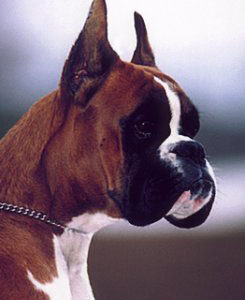 Boxer puppies
