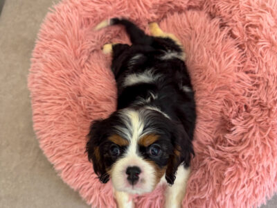 Cavalier King Charles Spaniel — male and female available, health tested lines