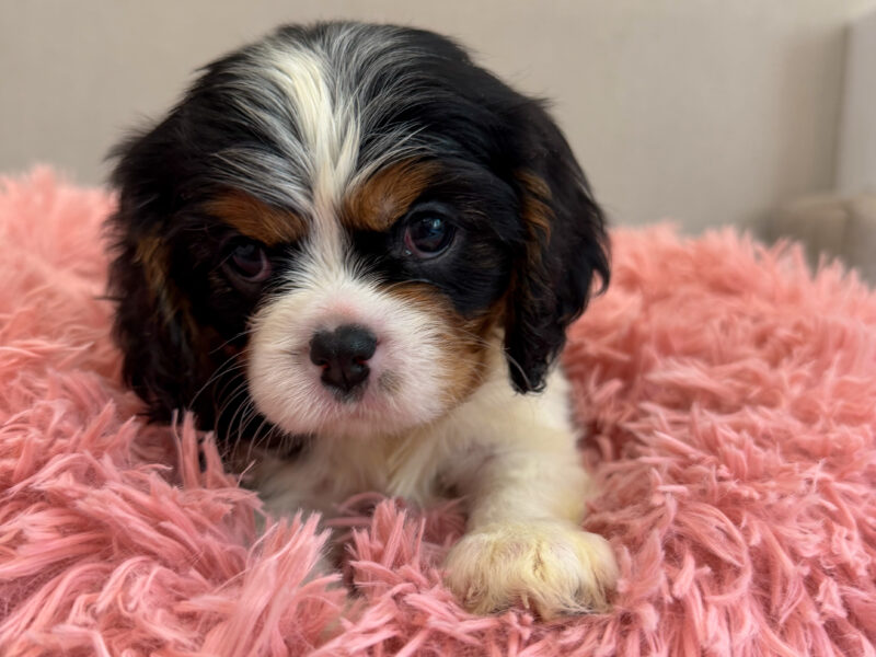 Cavalier King Charles Spaniel — male and female available, health tested lines