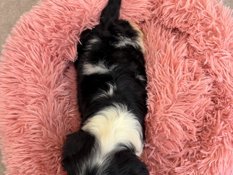 Cavalier King Charles Spaniel — male and female available, health tested lines