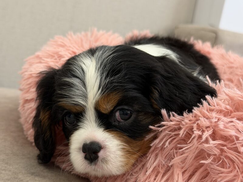 Cavalier King Charles Spaniel — male and female available, health tested lines