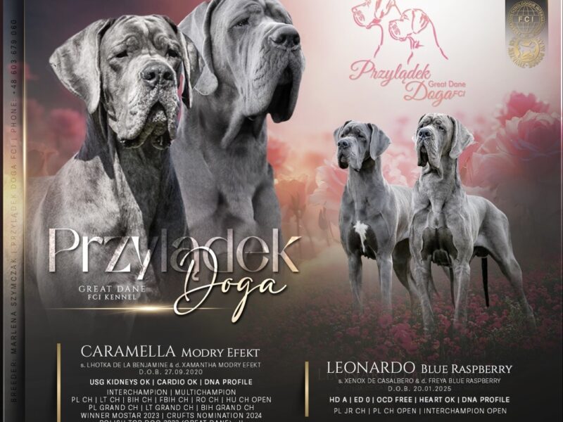 Great dane puppies