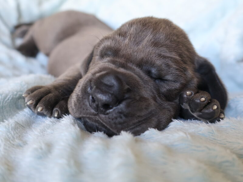 Great dane puppies