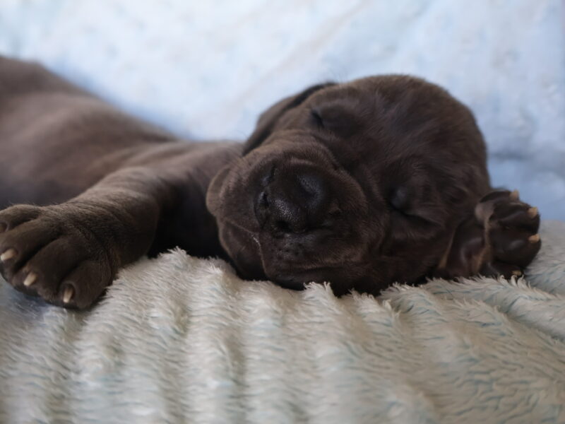 Great dane puppies
