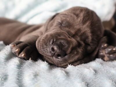 Great dane puppies