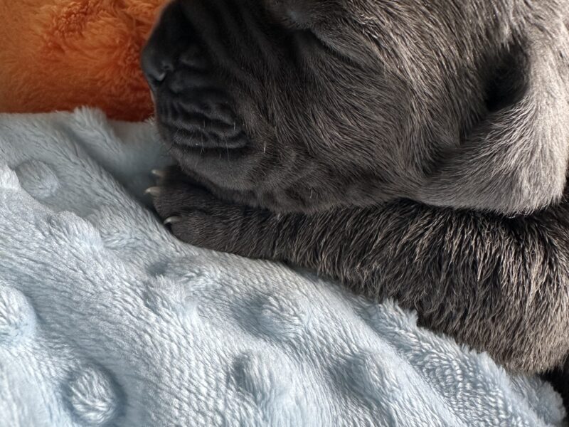 Great dane puppies